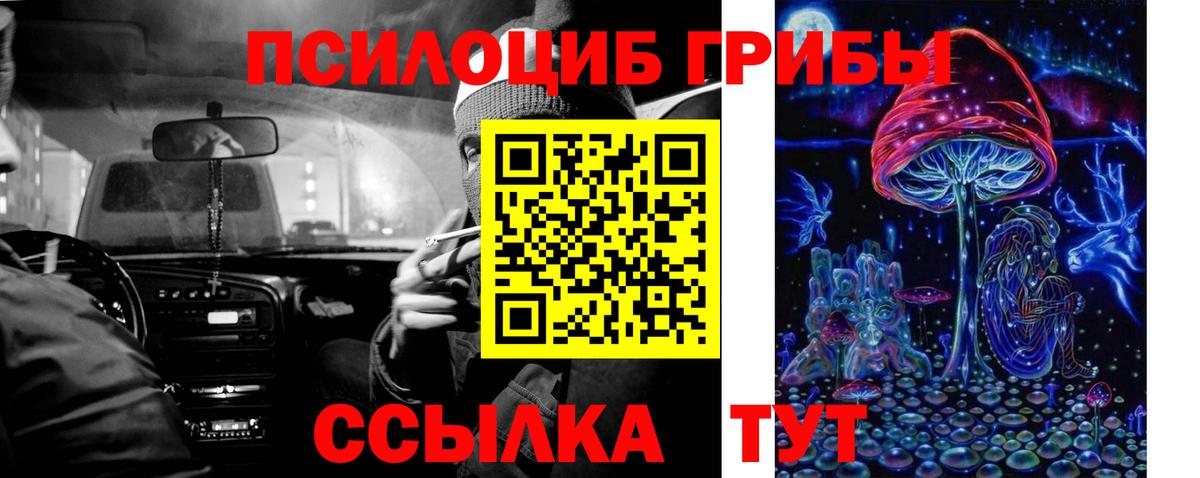 Псилоцибиновые грибы Psilocybe Тимашёвск